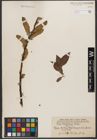Foto von Salix wallichiana Andersson